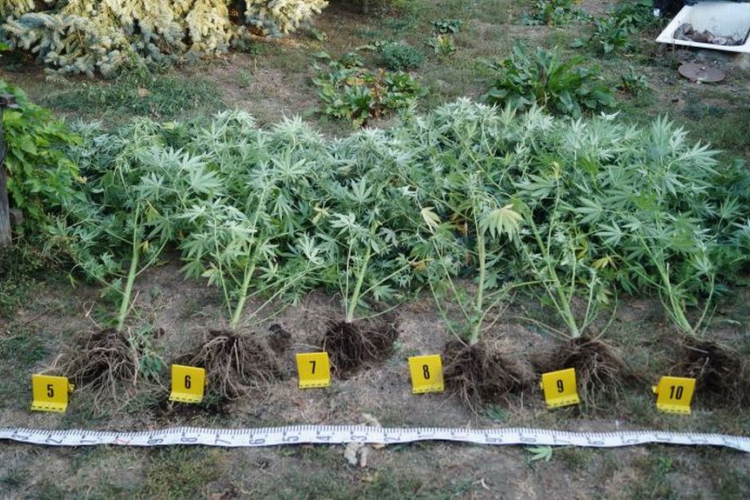 Otthonában termesztette a cannabist