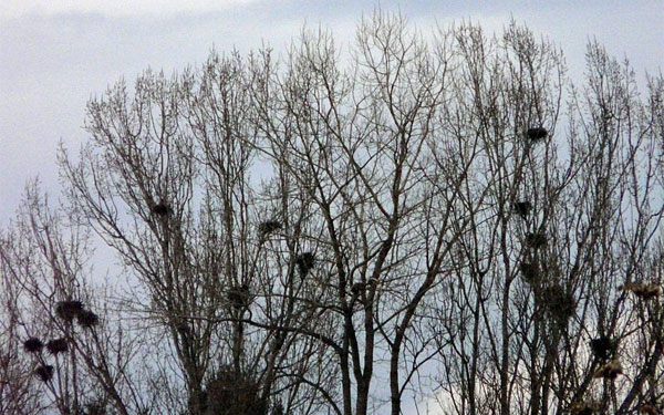 A vetési varjú fészkek eltávolítása miatt szakaszos útlezárások várhatóak Dombóváron