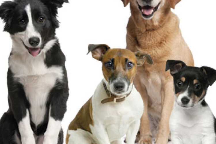 Eboltás Dombóváron