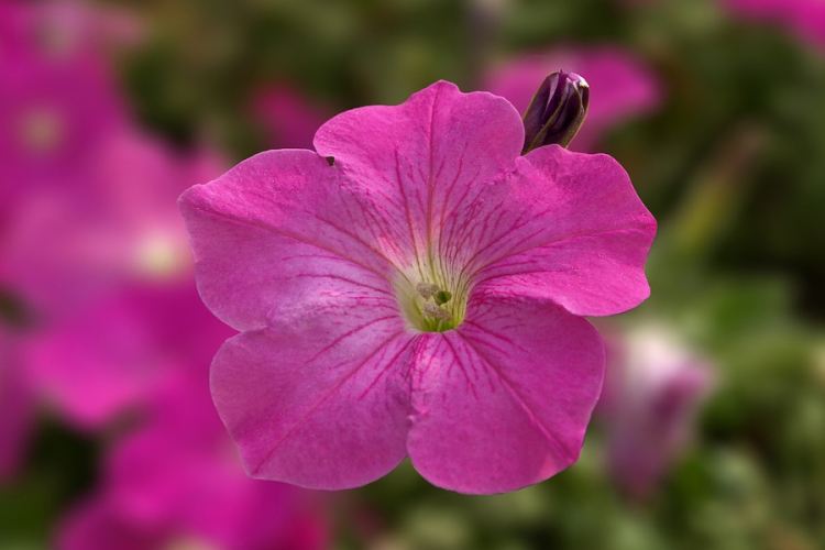 Meghosszabbították a Virágos Magyarország verseny jelentkezési határidejét