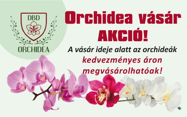 Orchidea vásár AKCIÓ!