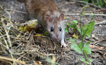 Két év alatt sikerült megtalálni Uri Geller szigetének egyetlen patkányát