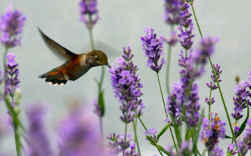 Dombóvári Herbárium - a levendula