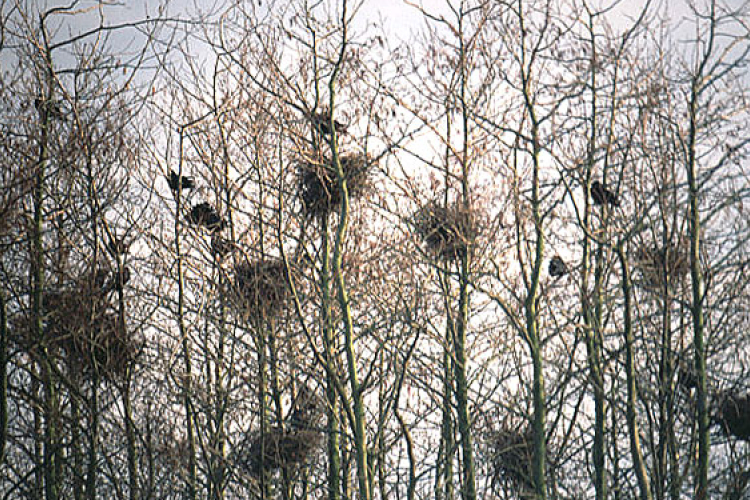 A vetési varjú fészkek eltávolítását végzik a napokban Dombóváron