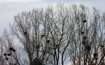 A vetési varjú fészkek eltávolítása miatt szakaszos útlezárások várhatóak Dombóváron